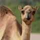 Camel's picture